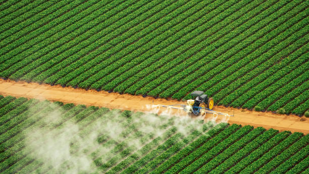 Best Termite Control Services  in Fort Branch, IN